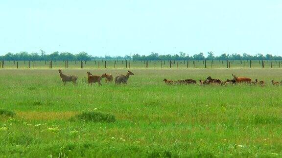 一群在野外吃草的偶蹄野生动物