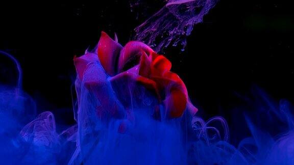 美丽的红玫瑰在一个奇妙的背景蓝色水彩墨水在水上的黑色背景