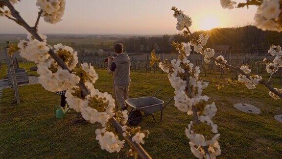 WS夫妇种植和浇灌果树在田园诗农村山坡在日落