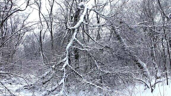一场暴风雪后被折断的树