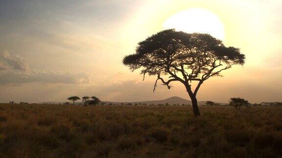 近距离观察:在非洲大草原上大而茂盛的金合欢树映衬着金色的夕阳