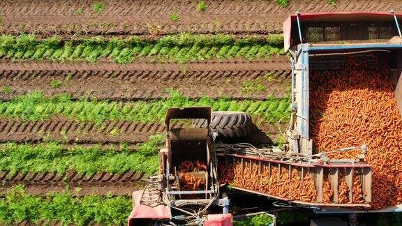 农田里用机器收获胡萝卜