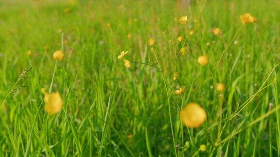 傍晚日落时高山花草地上开着黄色的小花药材与保健静态的