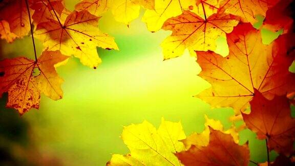 秋天时树枝和树叶的特写