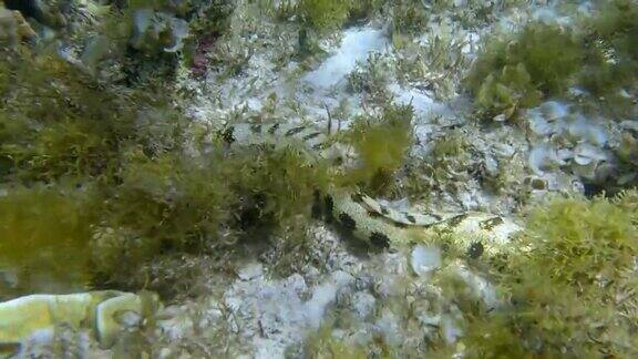 雪花海鳗或星空海鳗(Echidnanebulosa)游在覆盖着孔雀尾巴(Padinapavonica)、褐藻(Sargassumsp.)和红藻(Liagoravisida)的海床上