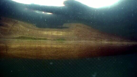 在贝加尔湖用渔网拍摄活鱼omul