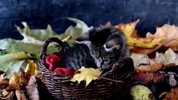 小猫咪在柳条篮子里嗅着黄色的枯叶小猫和秋天