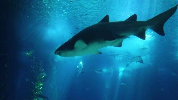 鲨鱼在深蓝色的水中摆姿势