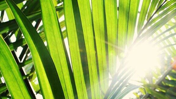阳光透过棕榈叶摇曳