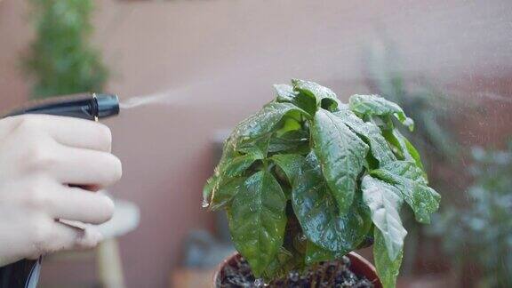 一位穿着绿色毛衣的年轻女子正在用喷雾器给植物浇水