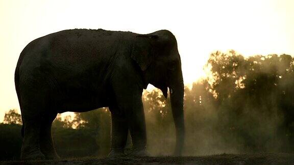 亚洲象的生活