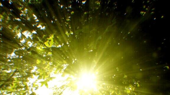 透过树木看到的阳光(可循环)