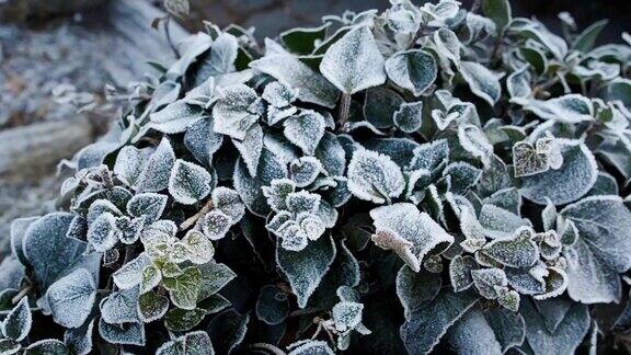 冰冻的叶子上覆盖着一层冰