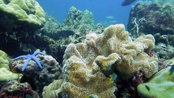 海葵(Stichodactylamertensii)珊瑚礁海景
