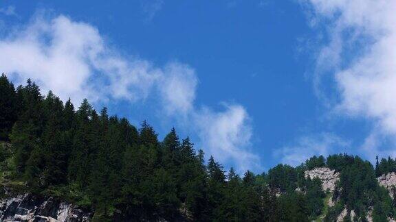 急速飞过高山冷杉