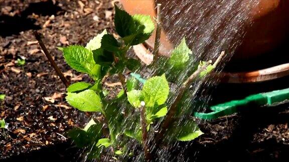 给植物浇水……