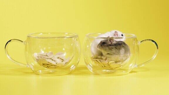 啮齿动物两只仓鼠在一个装着咖啡的透明杯子里做了一个房子