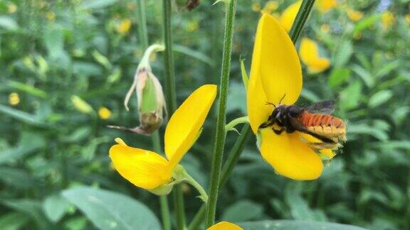 蜜蜂接近一朵黄色的花