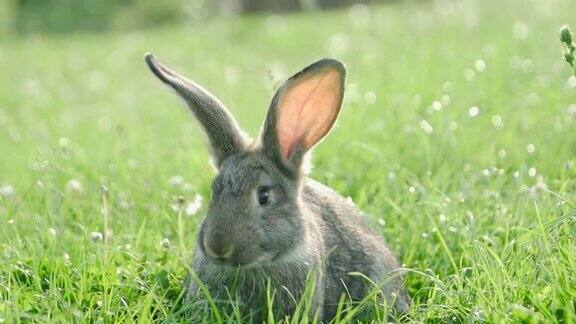 灰色的兔子在绿色的草地上美丽可爱的兔子在绿色的夏季草地上
