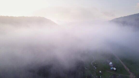 松树林中浓雾日落时的神秘
