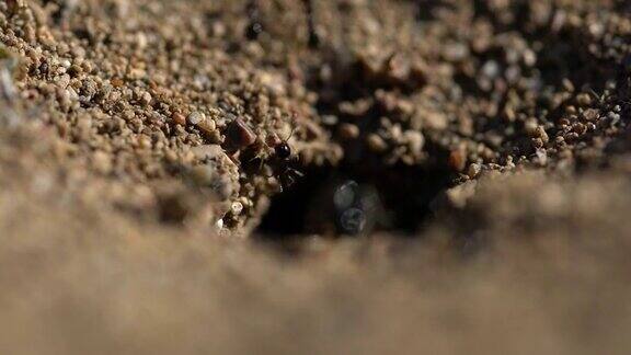 蚁丘入口处的微缩照片蚂蚁
