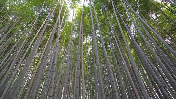 京都岚山美丽的竹林