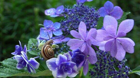 绣球花上的蜗牛