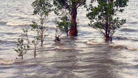 红树林栖息地特写自然碳捕捉机