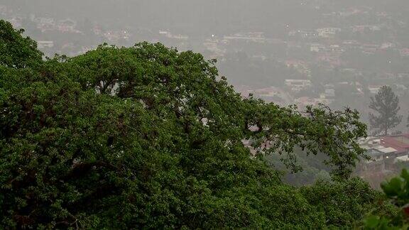 热带雨和风在树上与城市景观的背景
