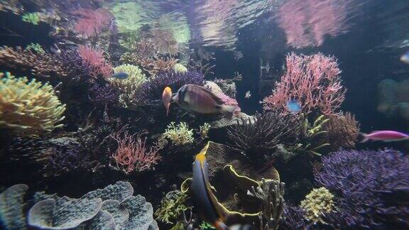 水下景色与色彩斑斓的热带鱼和珊瑚