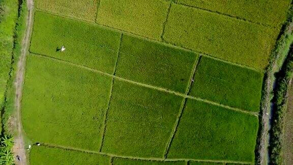 无人机航拍稻田泰国清迈省农民的稻田