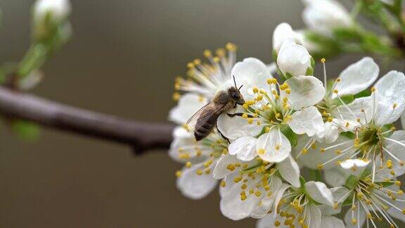 一只工蜂在大自然中收集梅花花粉