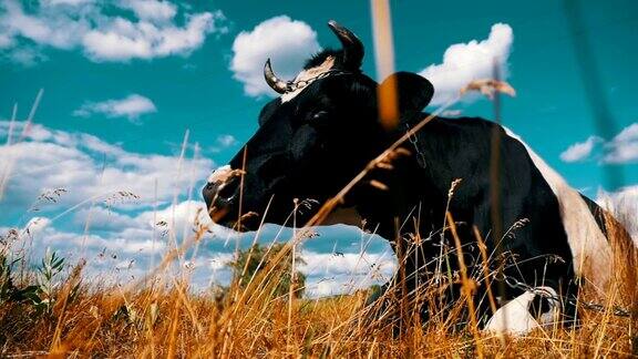 牛躺在草地上嚼草慢动作