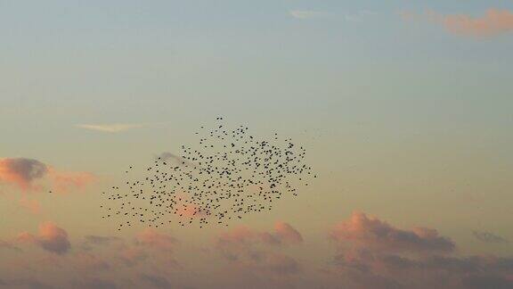 一群鸟儿在日落时飞翔和俯冲