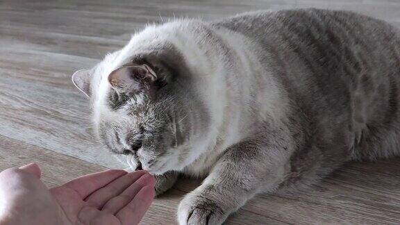 猫嗅着白人女性的手指