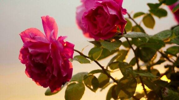 日落时粉红的玫瑰在微风中摇曳