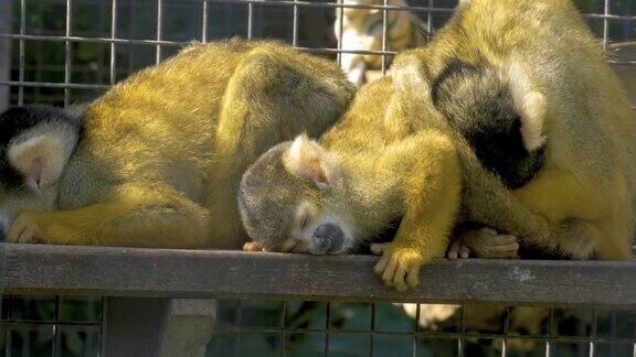 松鼠猴休息