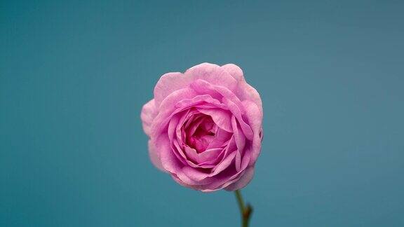 户外粉红牡丹盛开的时间花开放的背景下