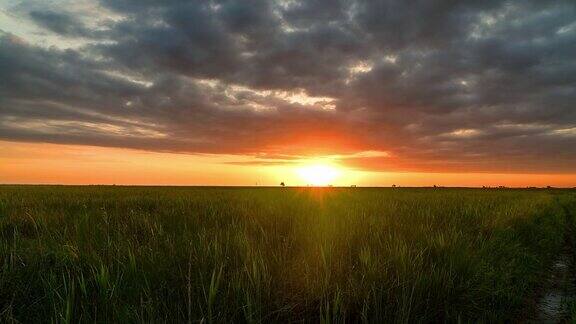 草原的黎明时光流逝