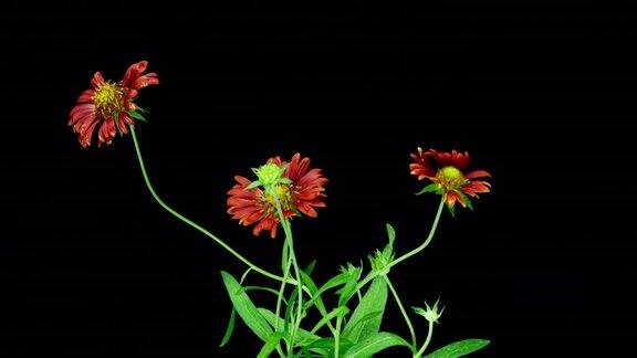 在黑色背景上盛开的红色盖拉迪亚时间流逝阿尔法通道几个盖拉迪亚花的开花周期花与昆虫共生4k视频