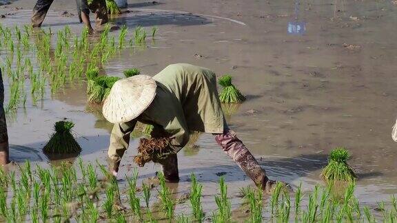当地村民在稻田里工作Champasak山谷老挝