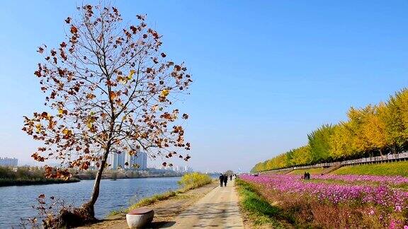 秋季在首尔市牙山银杏树秋季城市公园韩国