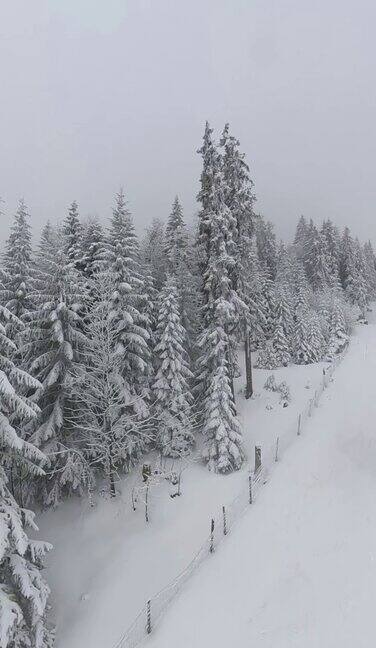 雾中的冬日树林