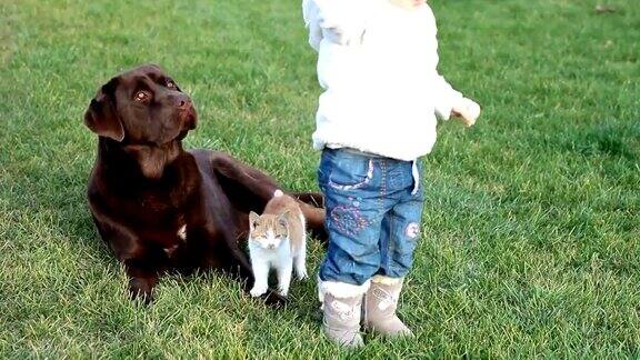 小猫和棕色拉布拉多犬和一个小女孩