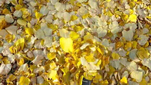 黄叶散落在爱沙尼亚的地面上