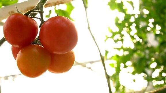 在花园里摇摆西红柿