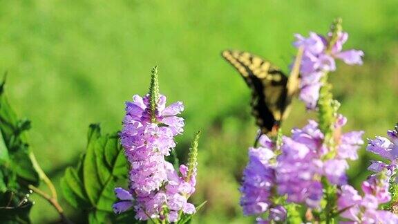 燕尾蝶在花上的慢动作