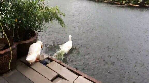 两只鸭子就在小河里下雨的时候