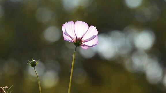 在有风的阳光明媚的日子里美丽的波斯菊(coreopsis)花田近距离观察一朵粉红色的花4k慢动作镜头背光效果