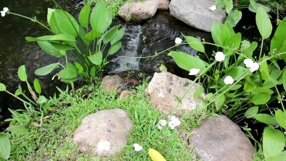 装饰花园小溪和观赏水草